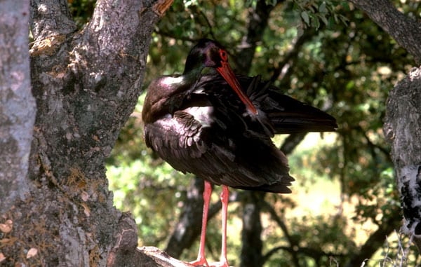 Cigüeña negra, Monfragüe