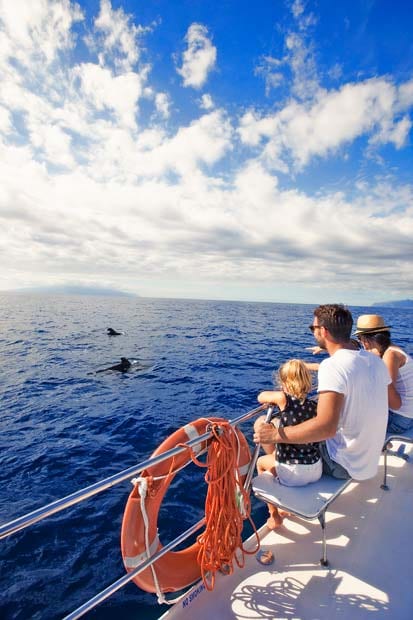 Tenerife avistamiento de cetáceos
