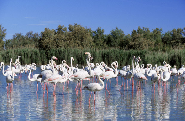 La Camargue Francia