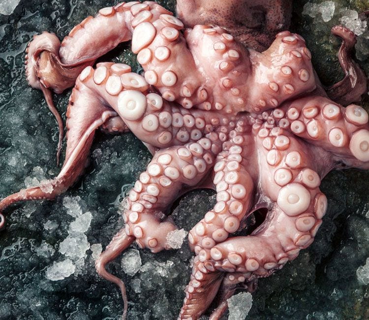 Pulpo