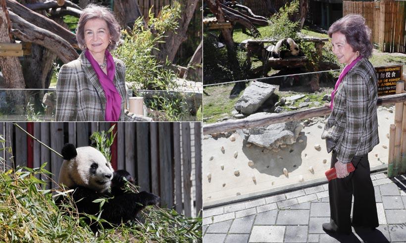 Doña Sofía asiste al primer paseo de Chulina, primera osa panda nacida en Madrid