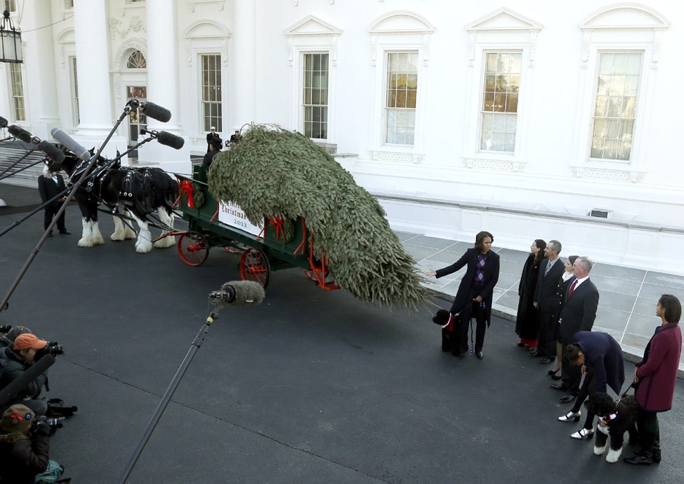 En la Casa Blanca ya es Navidad. El presidente Obama, su esposa y sus dos hijas recibieron el gran árbol que adornará el Salón Azul de la Casa Blanca durante estas fechas. Mide de 5,6 metros y proviene de la ya tradicional granja Crystal Spring Tree de Lehighton, Pensilvania.