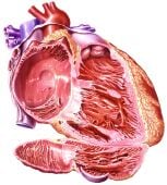 Tipos de valvulas del corazon pdf cardiacas