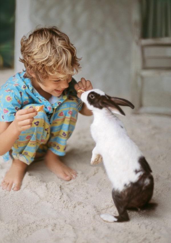Niño jugando con un conejo
