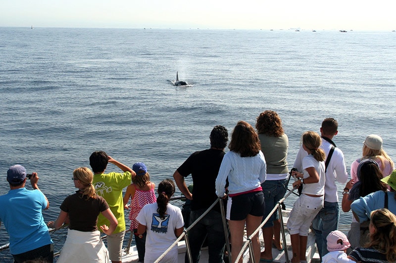 Orca-desde-Jumbo-avistamientos-estrecho