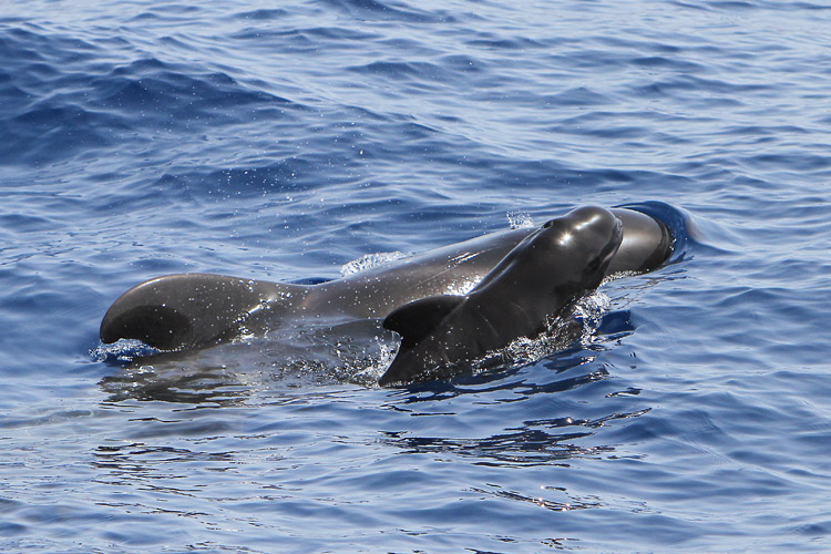 Gomera-heart-of-the-sea