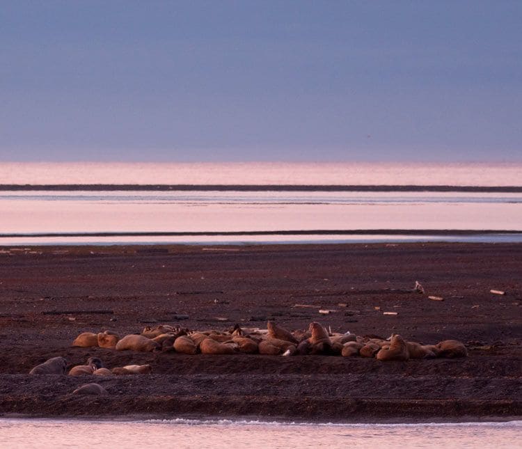 Hurtigruten--crucero_spitsbergen