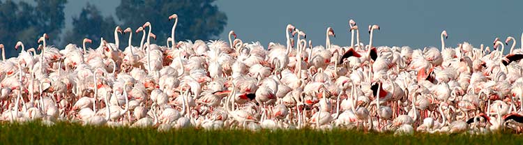 Pelicanos en Doñana Huelva