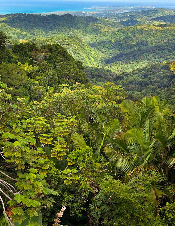 El-Yunque-Puerto-Rico