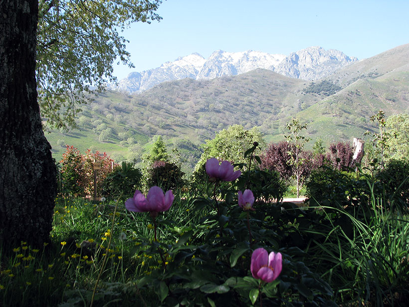 Nabia-jardin-flores-hotel-avila