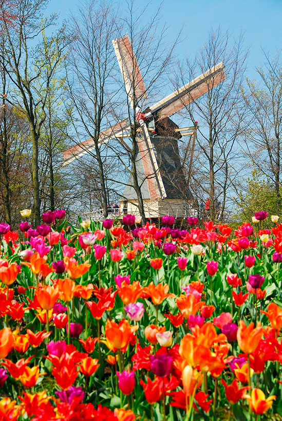 Keukenhof-holanda-jardines-2