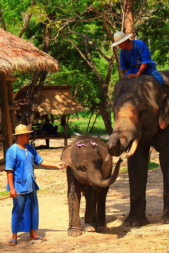 Lampang-Elephant-Camp-Tailandia