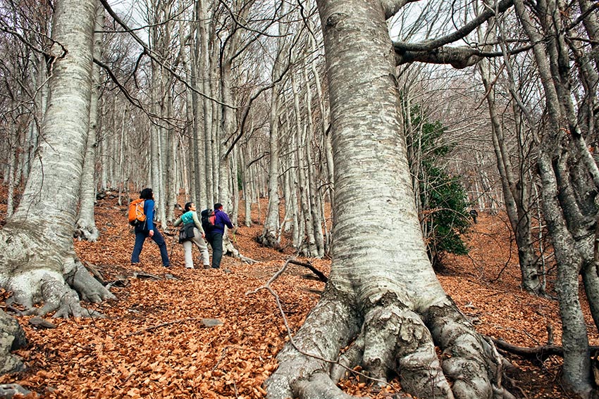 MONTSENY_parque-barcelona-otono