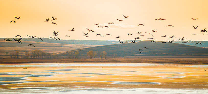 Gallocanta-aves