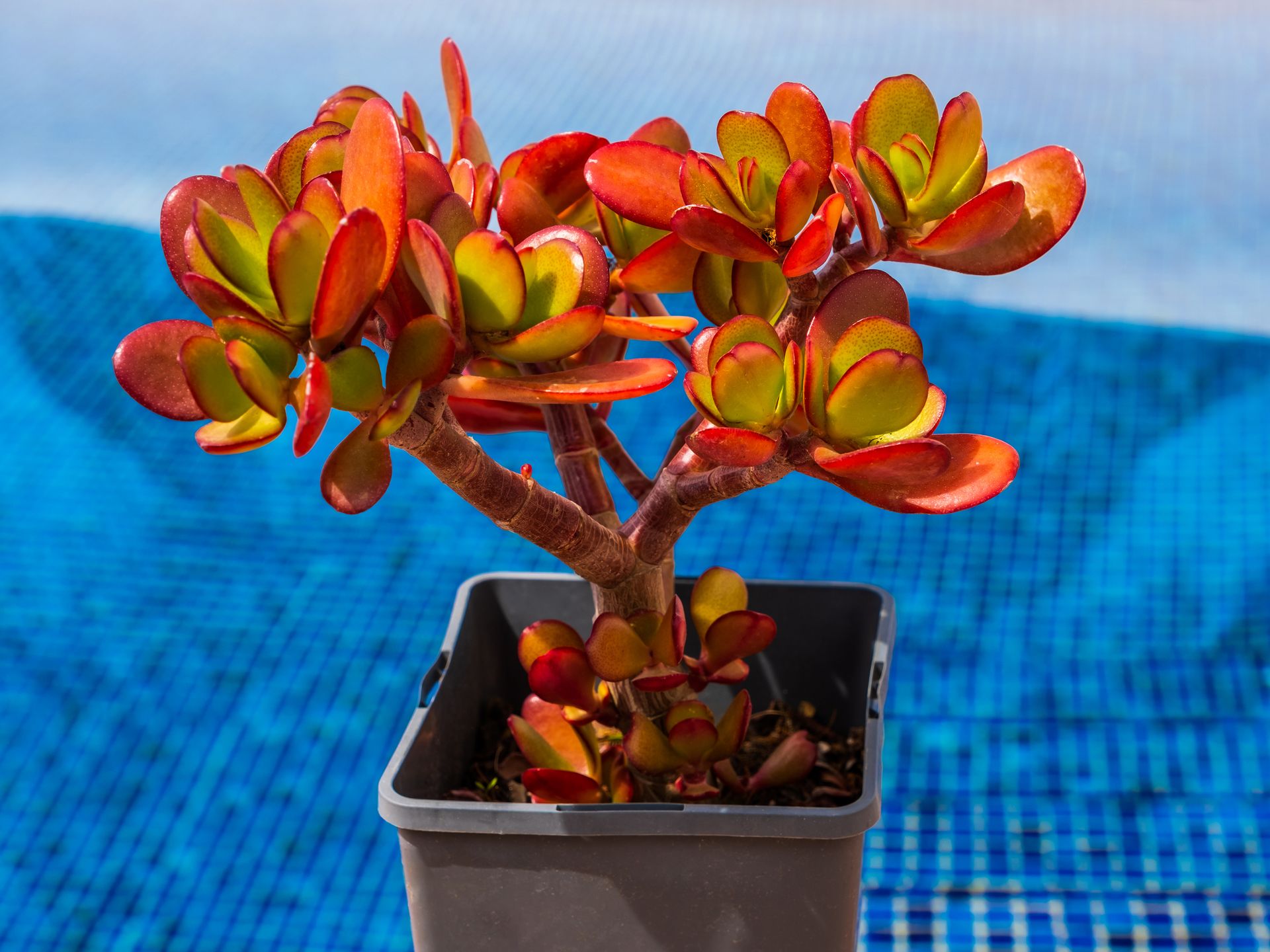 rbol de jade: qu cuidados necesita y dnde colocarlo para atraer riqueza  y buena suerte