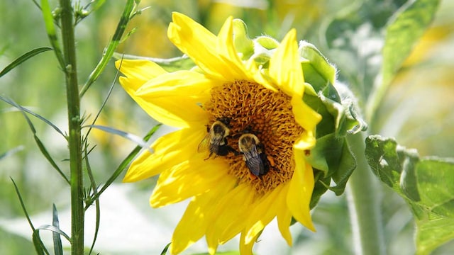 abeja t