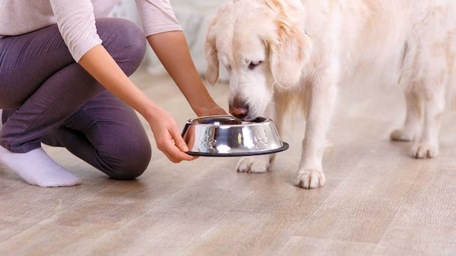 dar comer perro sobras