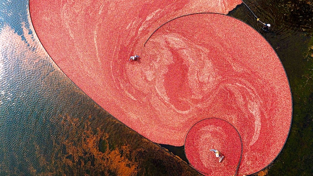 Una cosecha de arándanos en Massa­chusetts