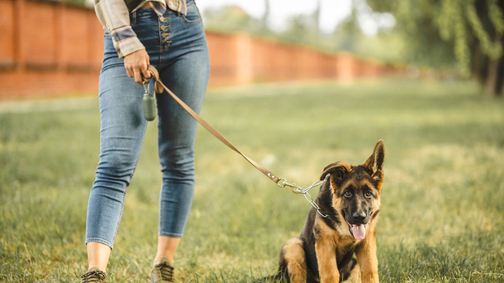 Los mejores bozales para perros: seguridad y comodidad ante todo
