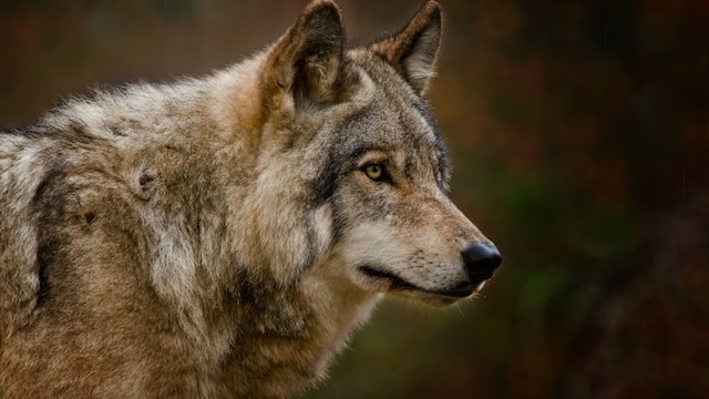 lobo t