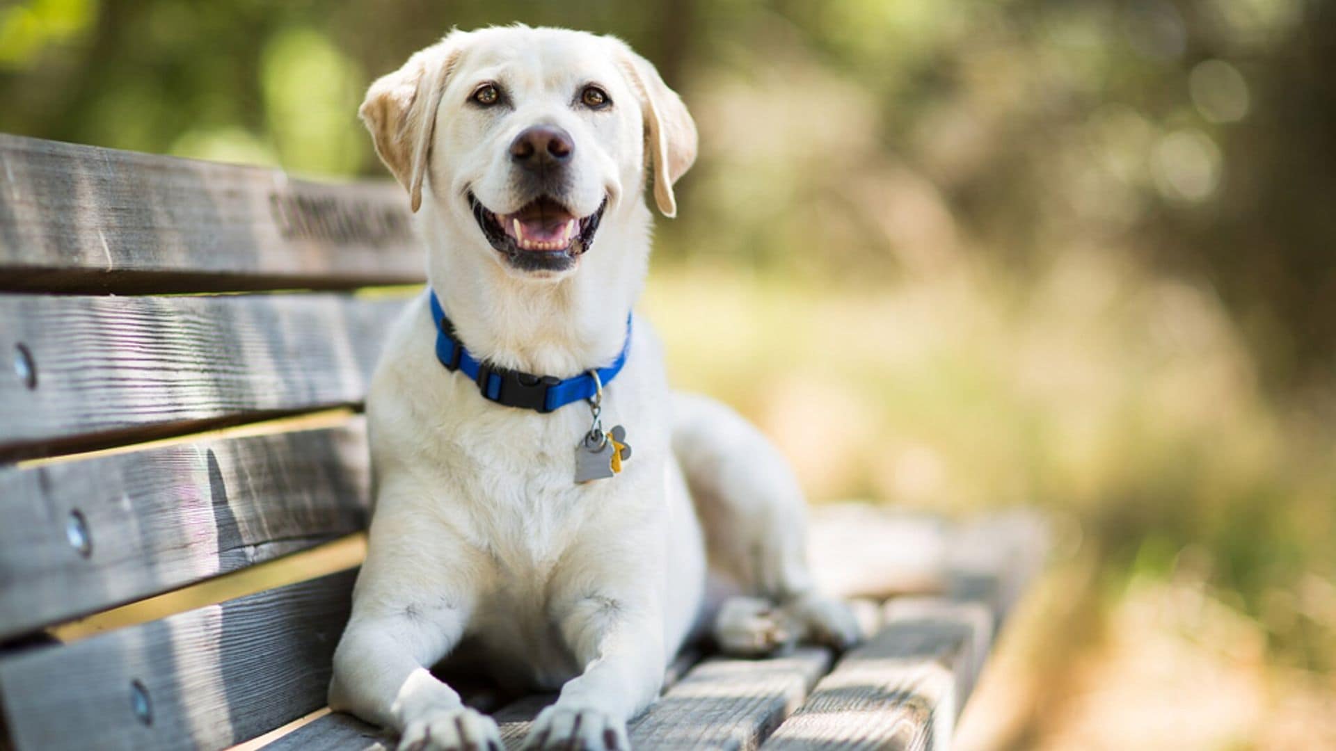 Desde Grogu, Britney y Covid hasta Zoom, ¡los nombres más populares para perros en 2021!