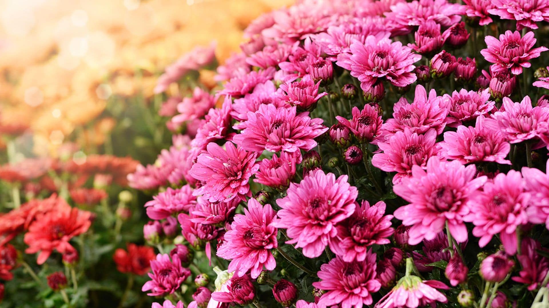 9 plantas para tu jardín que florecen en otoño y son espectaculares