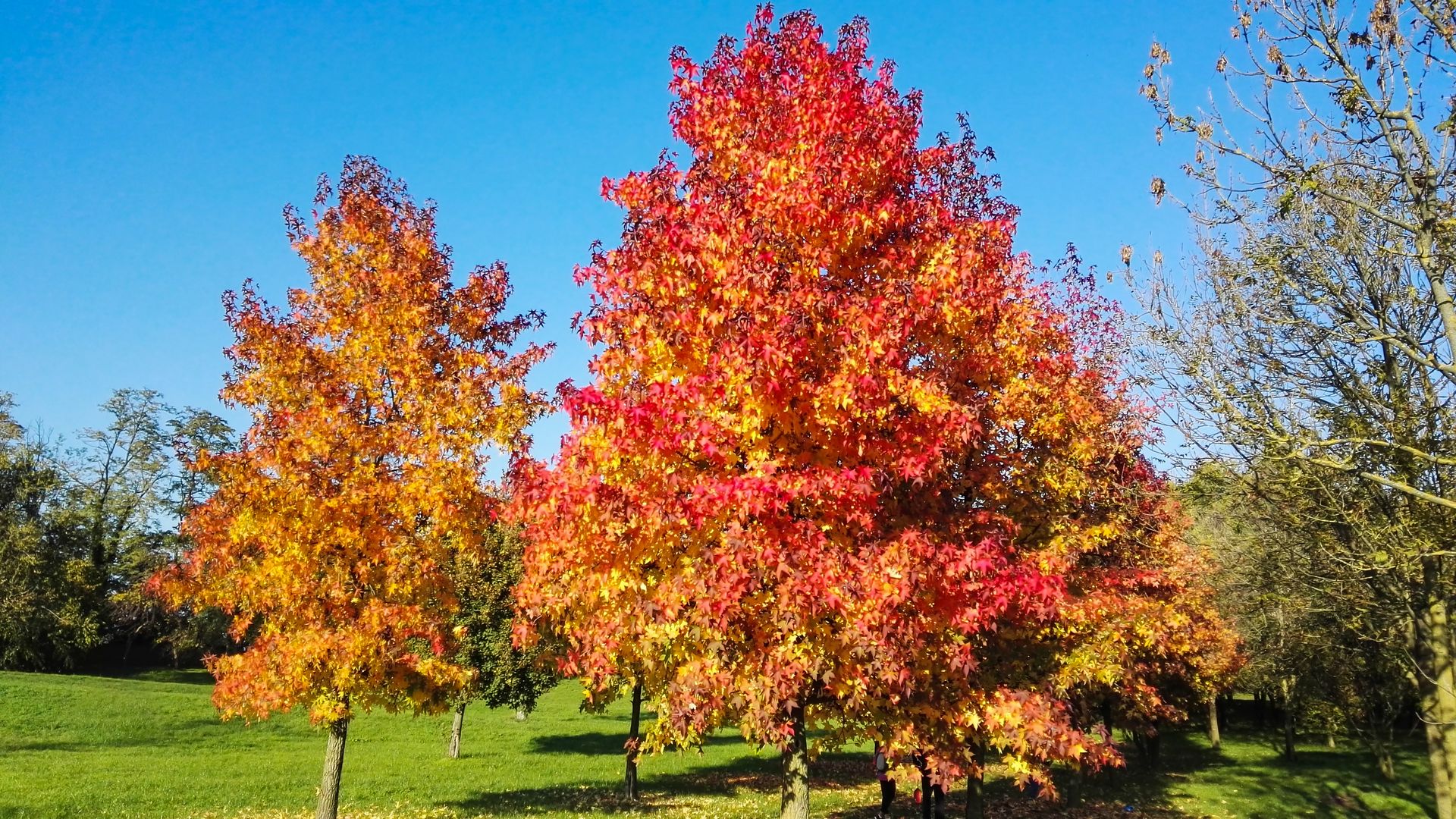 Liquidámbar en otoño, uno de los árboles caducifolios más bellos durante esta estación del año