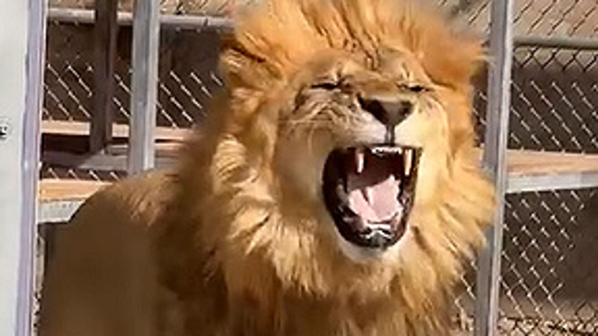 La reacción viral de este león al comer lechuga por primera vez en su vida