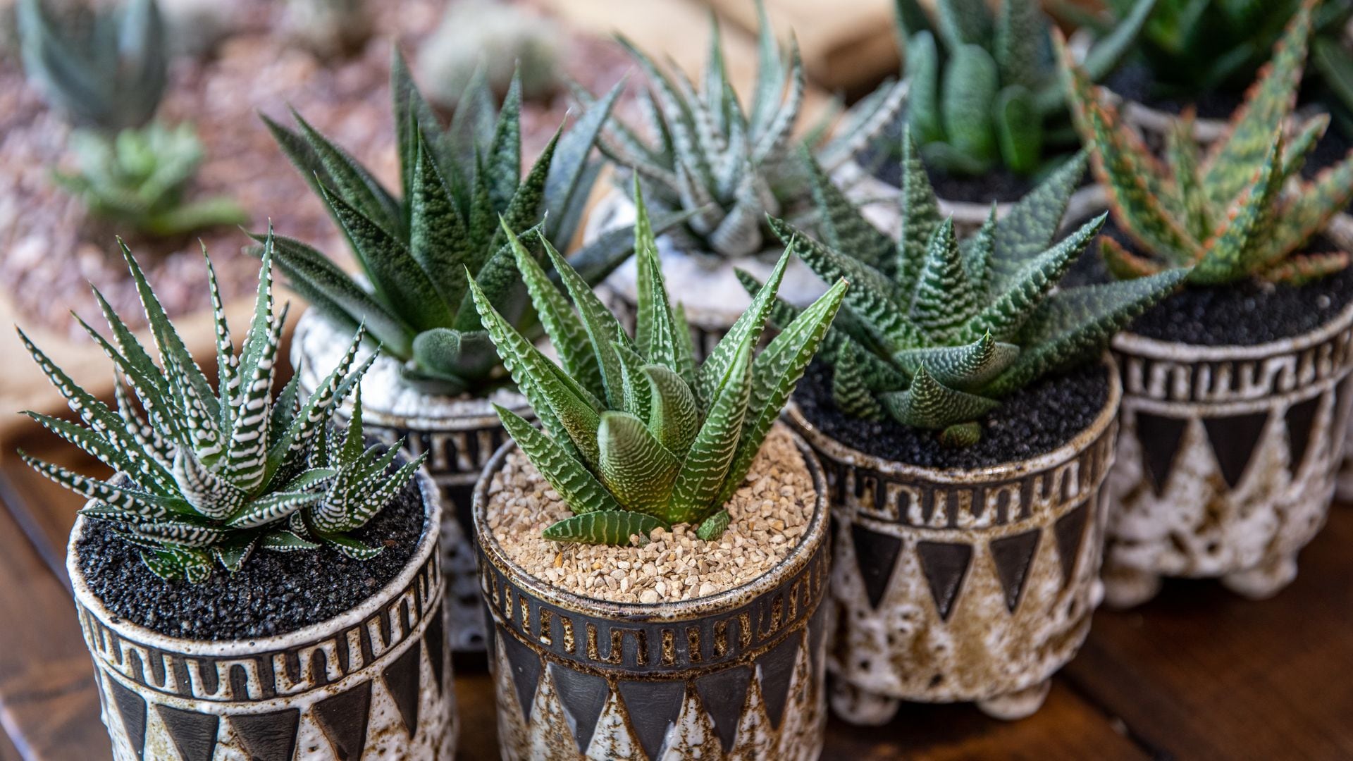 Planta cebra: la suculenta decorativa y fácil de cuidar que queda perfecta en casa