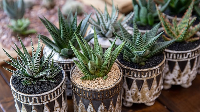 Haworthiopsis attenuata o planta cebra