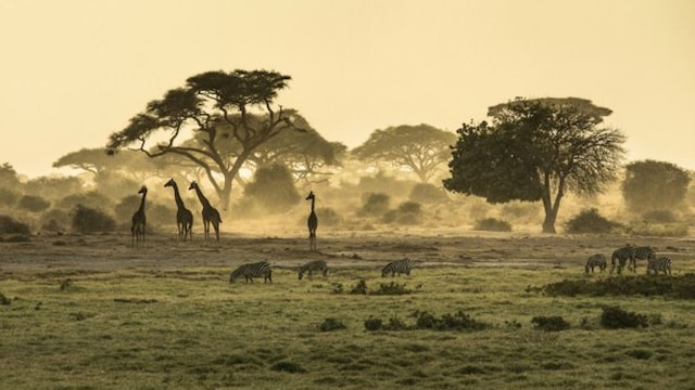 novias africa 01