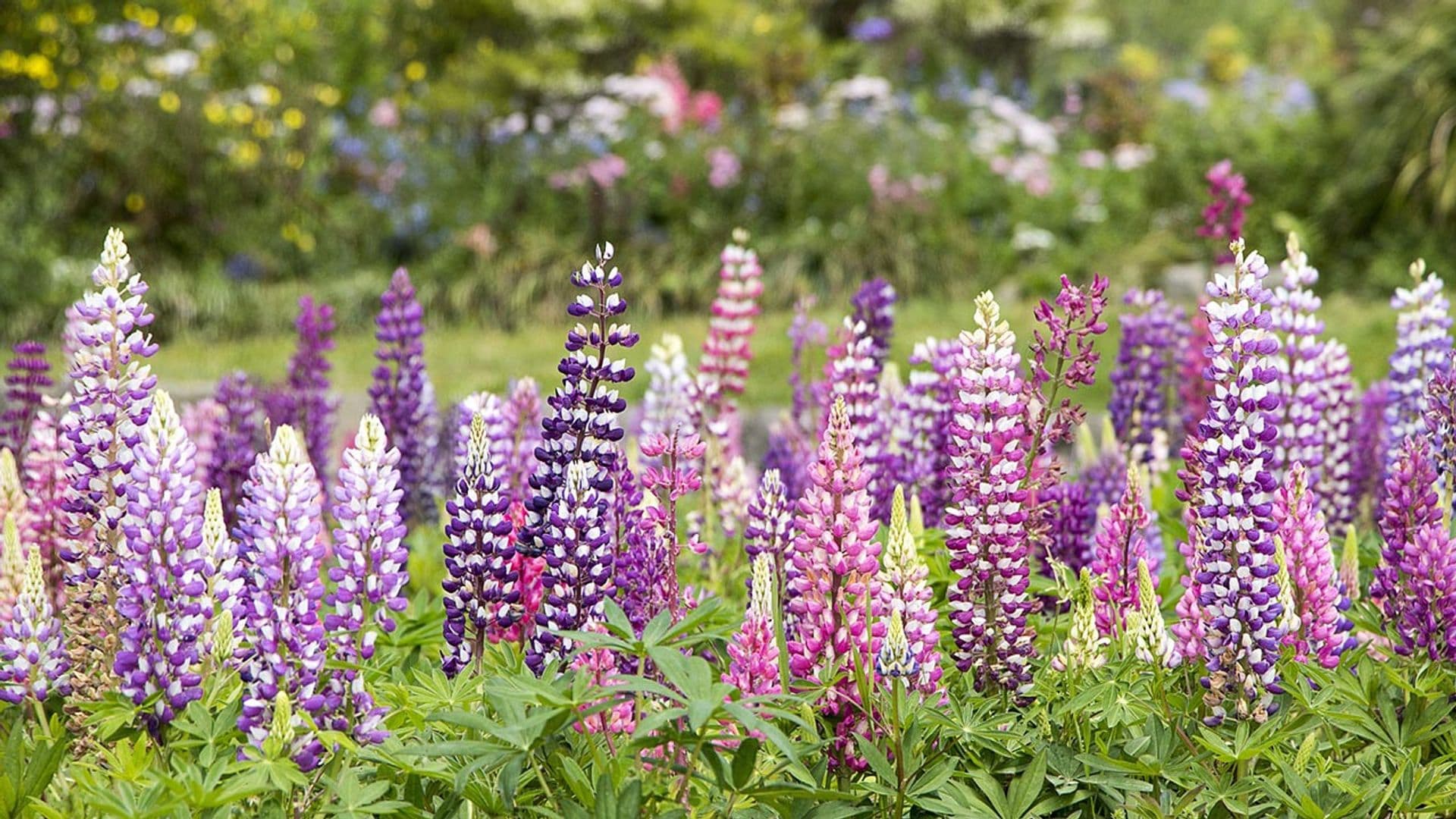 Cómo cuidar el 'delphinium' o espuela de caballero, una planta de exterior esbelta y llena de color