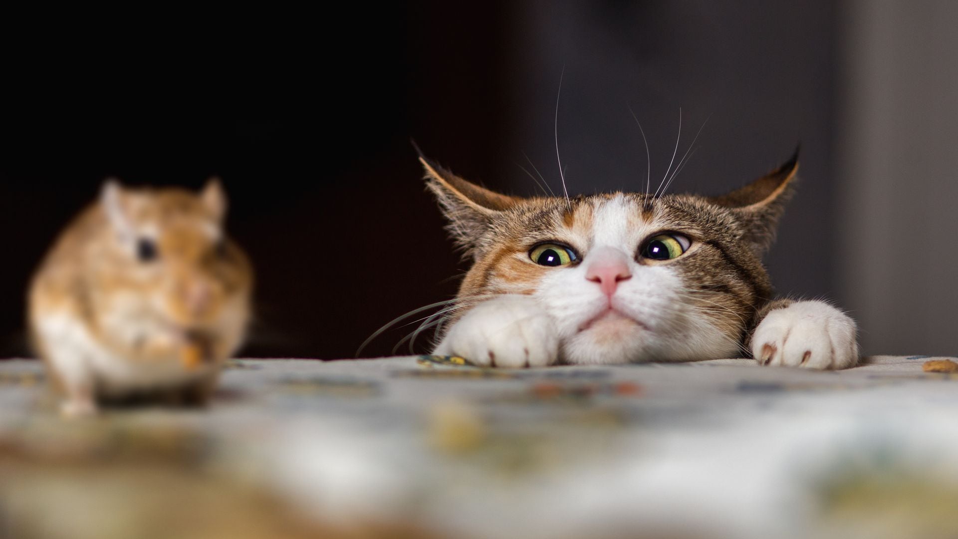Gato intentando cazar un ratón 