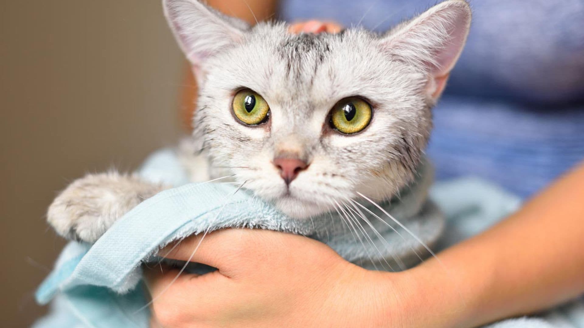 Toma nota de estos consejos básicos para bañar a tu gato si tiene la piel sensible