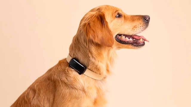 Un perro con un localizador para perros