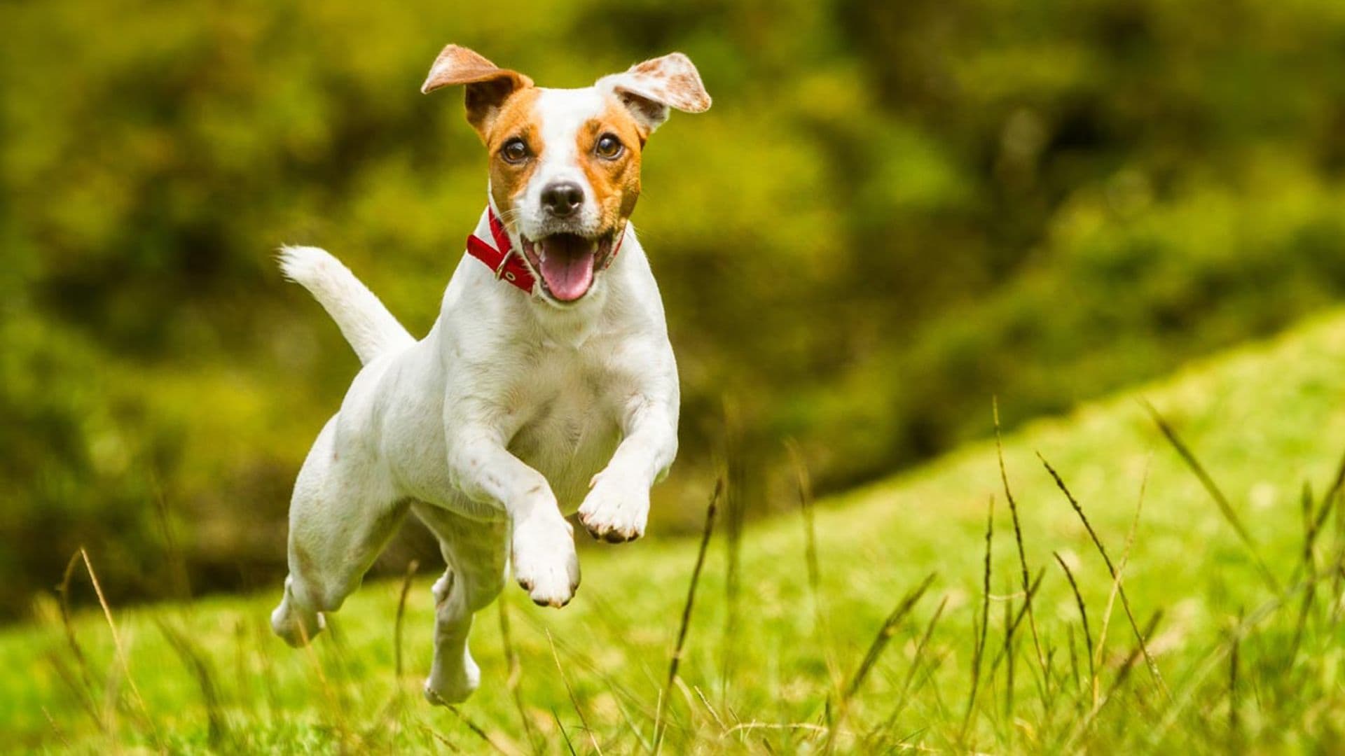 ¡No paran! Así son las razas de perro más inquietas