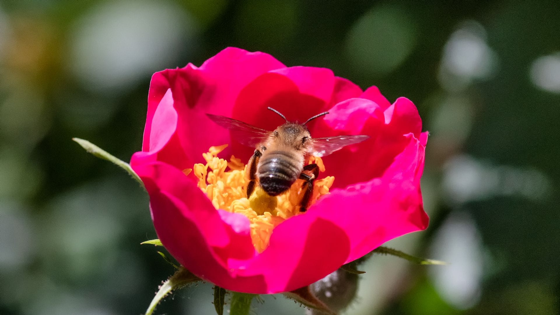 Polinización de flores Real Jardín Botánico de Madrid