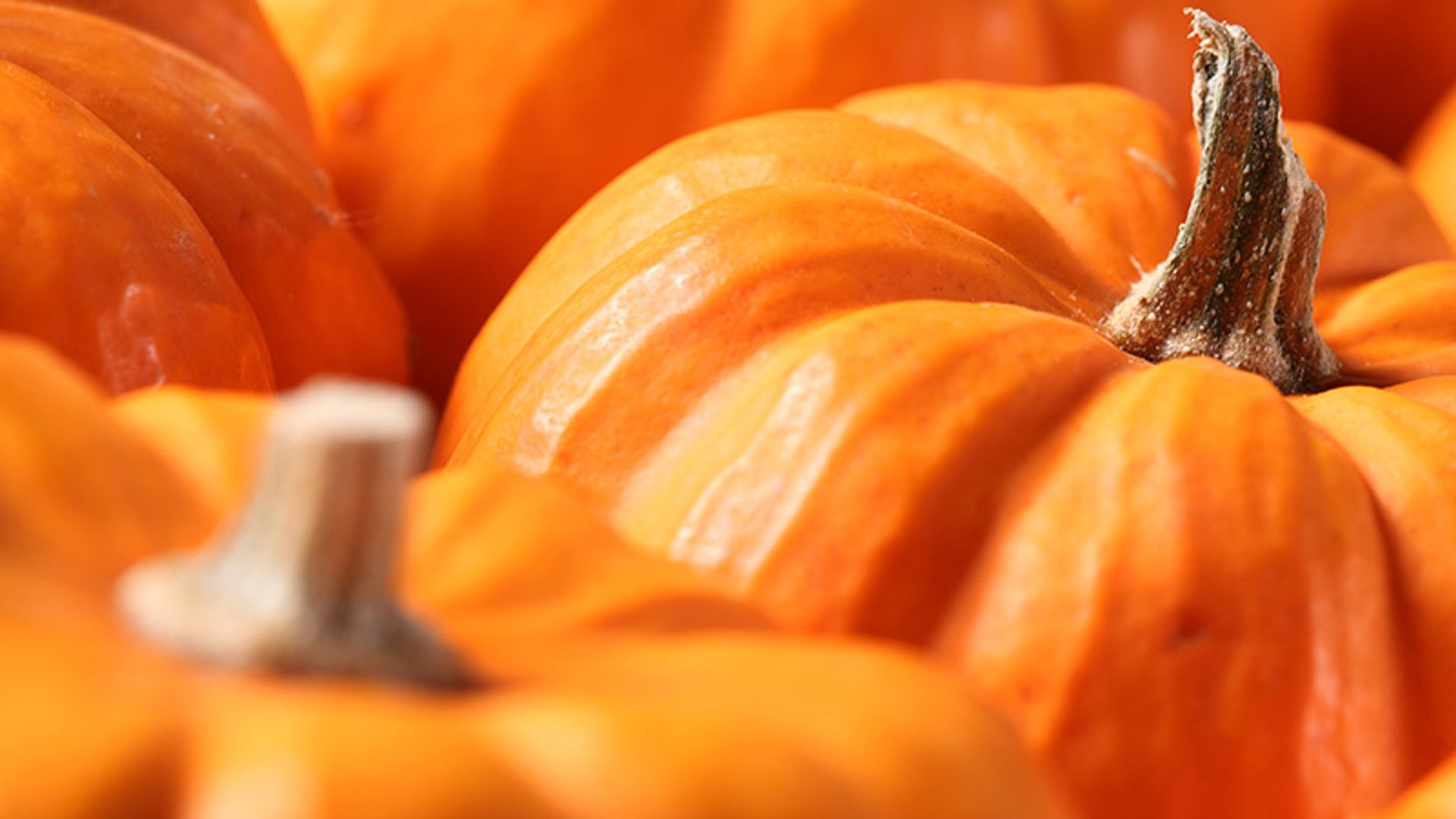 bizcocho de calabaza