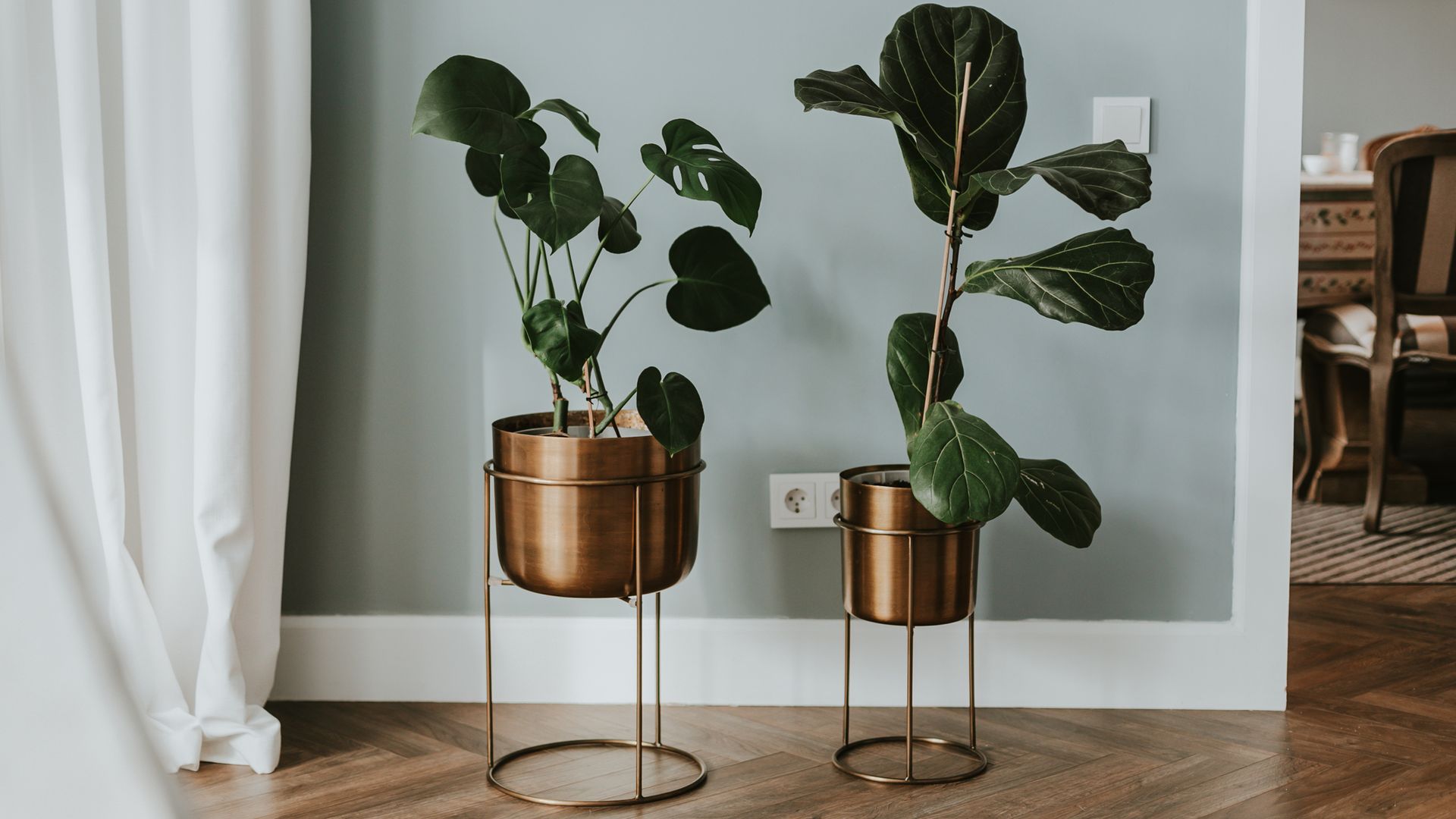 
Monstera y ficus lyrata en primer plano en maceteros de metal en el suelo, cerca de una pared en verde agua, con la luz entrando por un lateral.