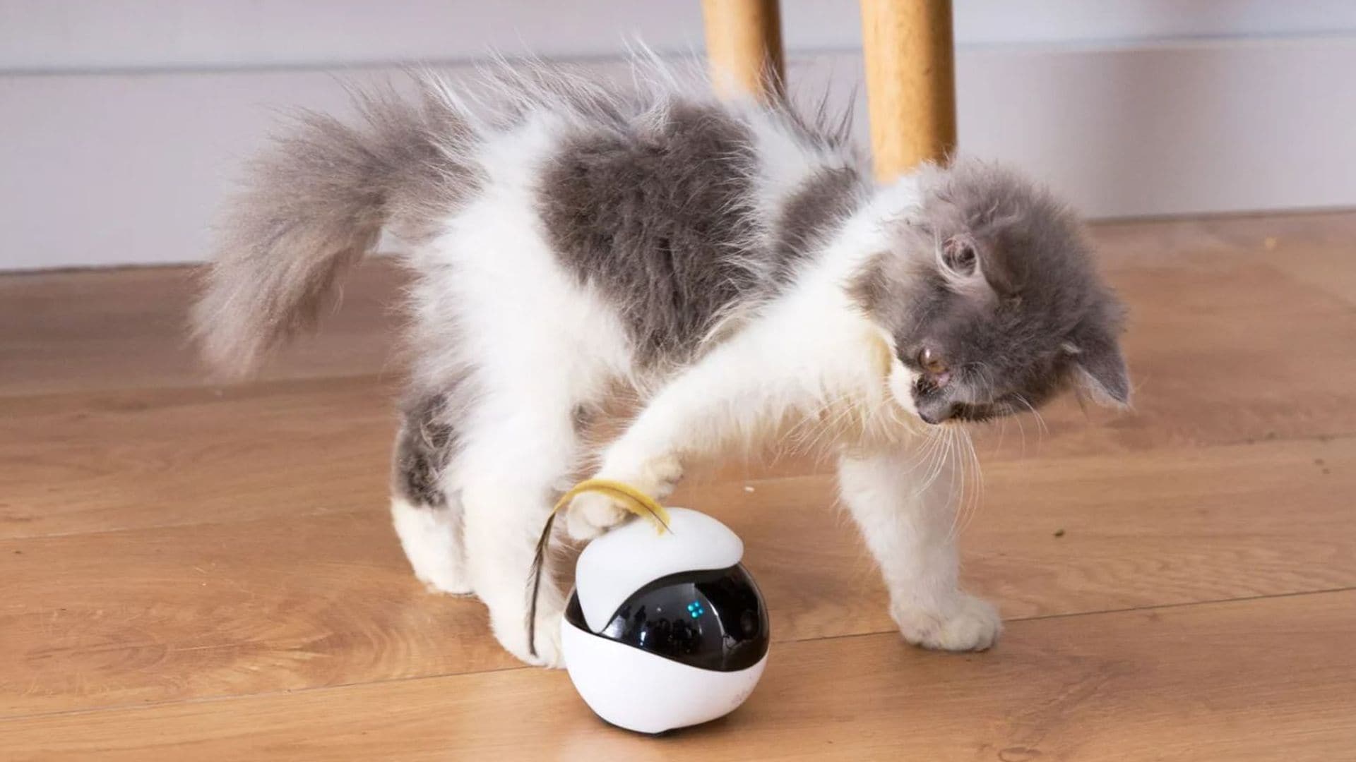 Un gato jugando con un robot de enabot