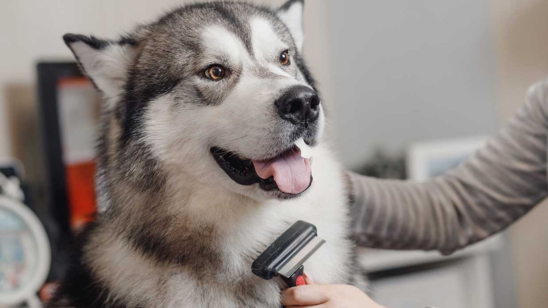 Consejos para que el pelaje de tu perro se mantenga sano y precioso
