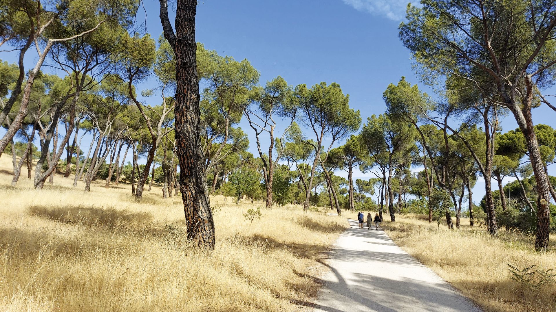 Paseos por los senderos de la Casa de Campo en Madrid.