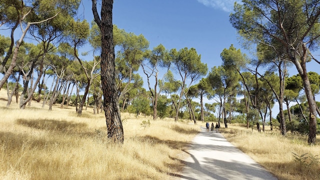 Paseos por los senderos de la Casa de Campo en Madrid.