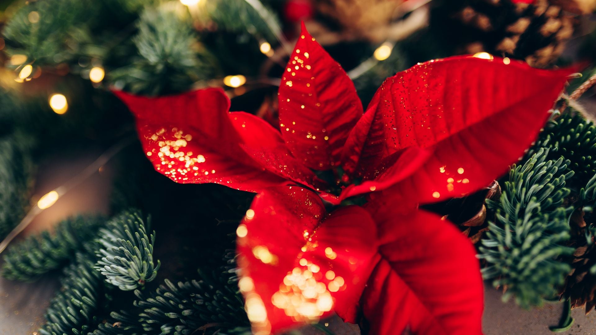 9 ideas originales para decorar en Navidad con flores de Pascua (más allá de la maceta)