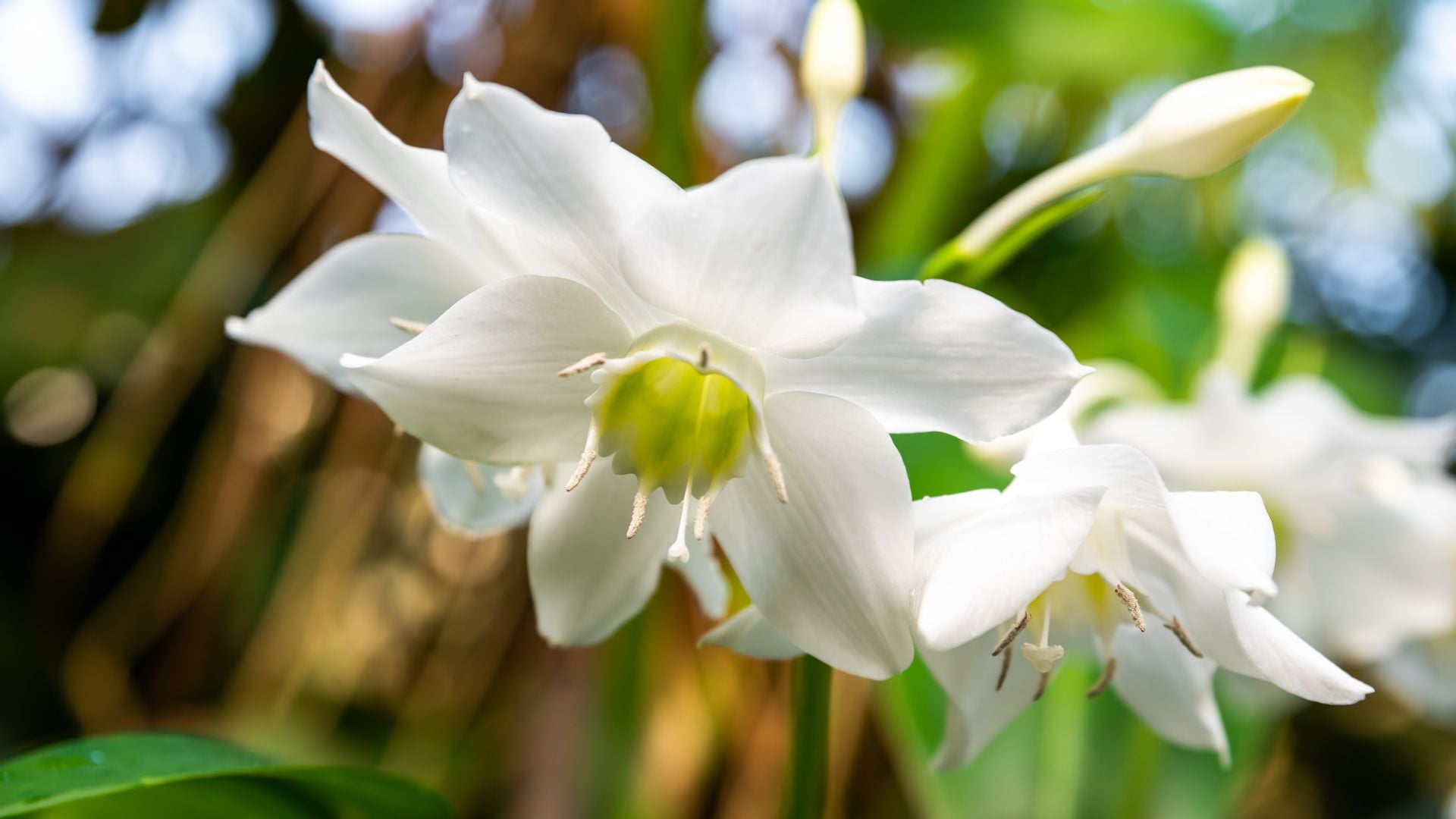 Eucharis amazonica