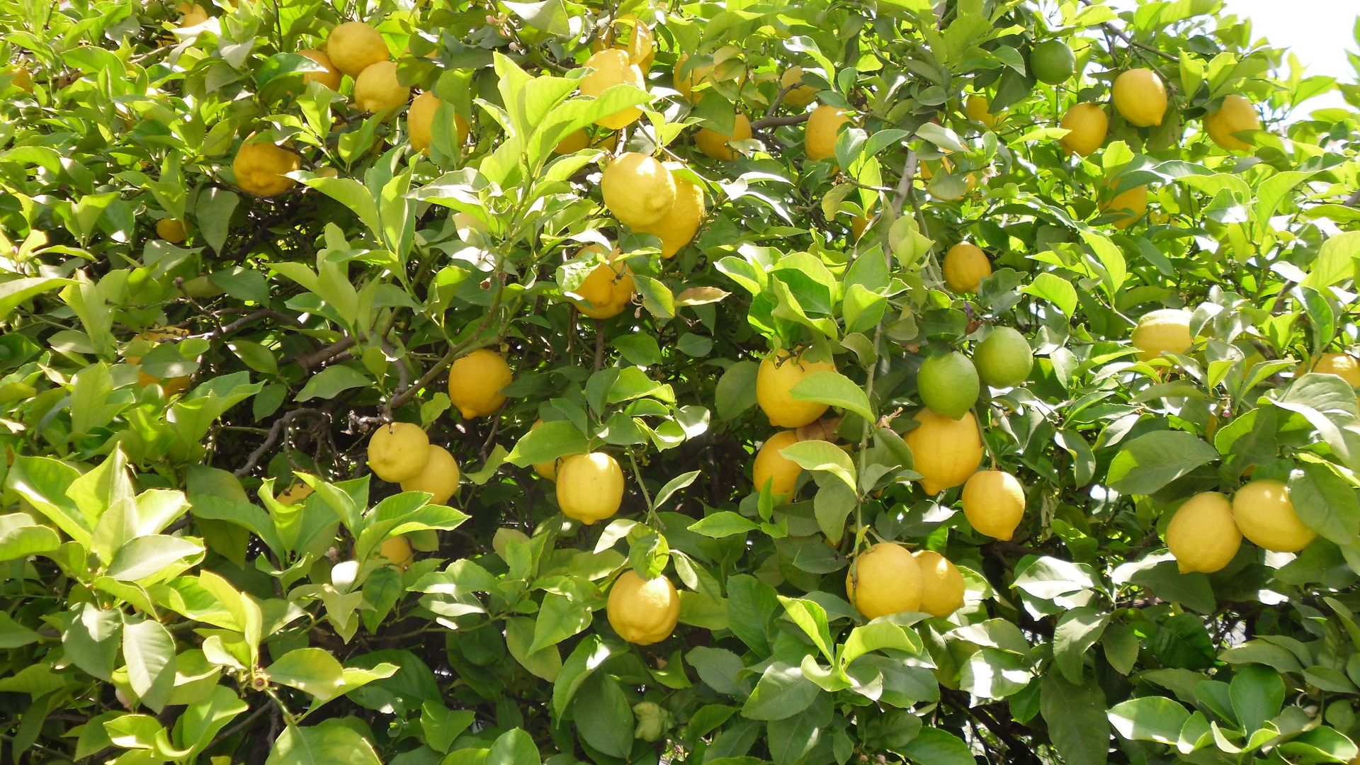 Limonero