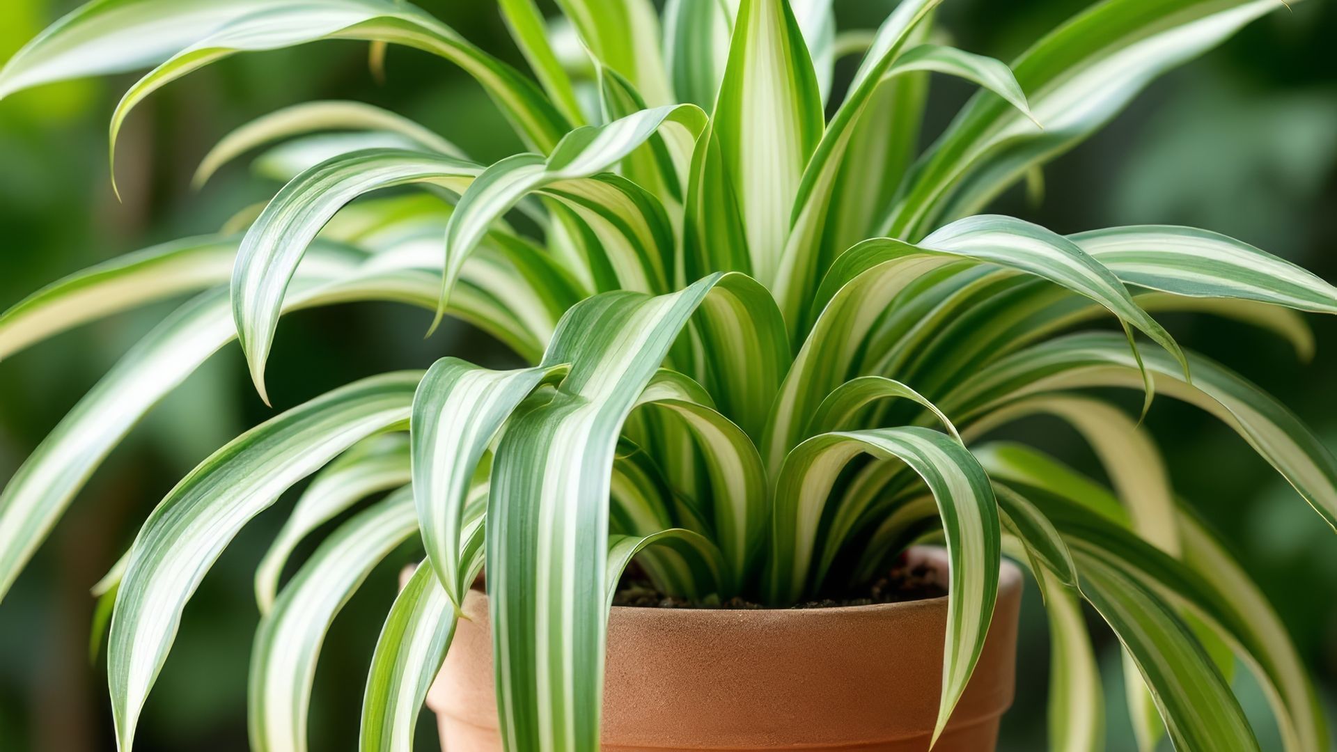 Así es la planta malamadre: de rápido crecimiento, fácil de cuidar y perfecta para principiantes