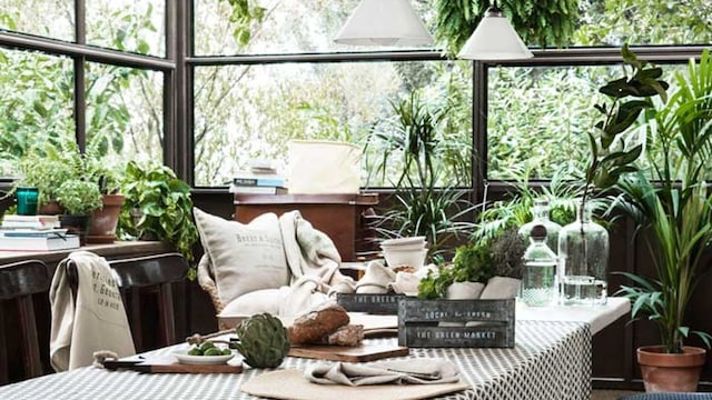plantas 6