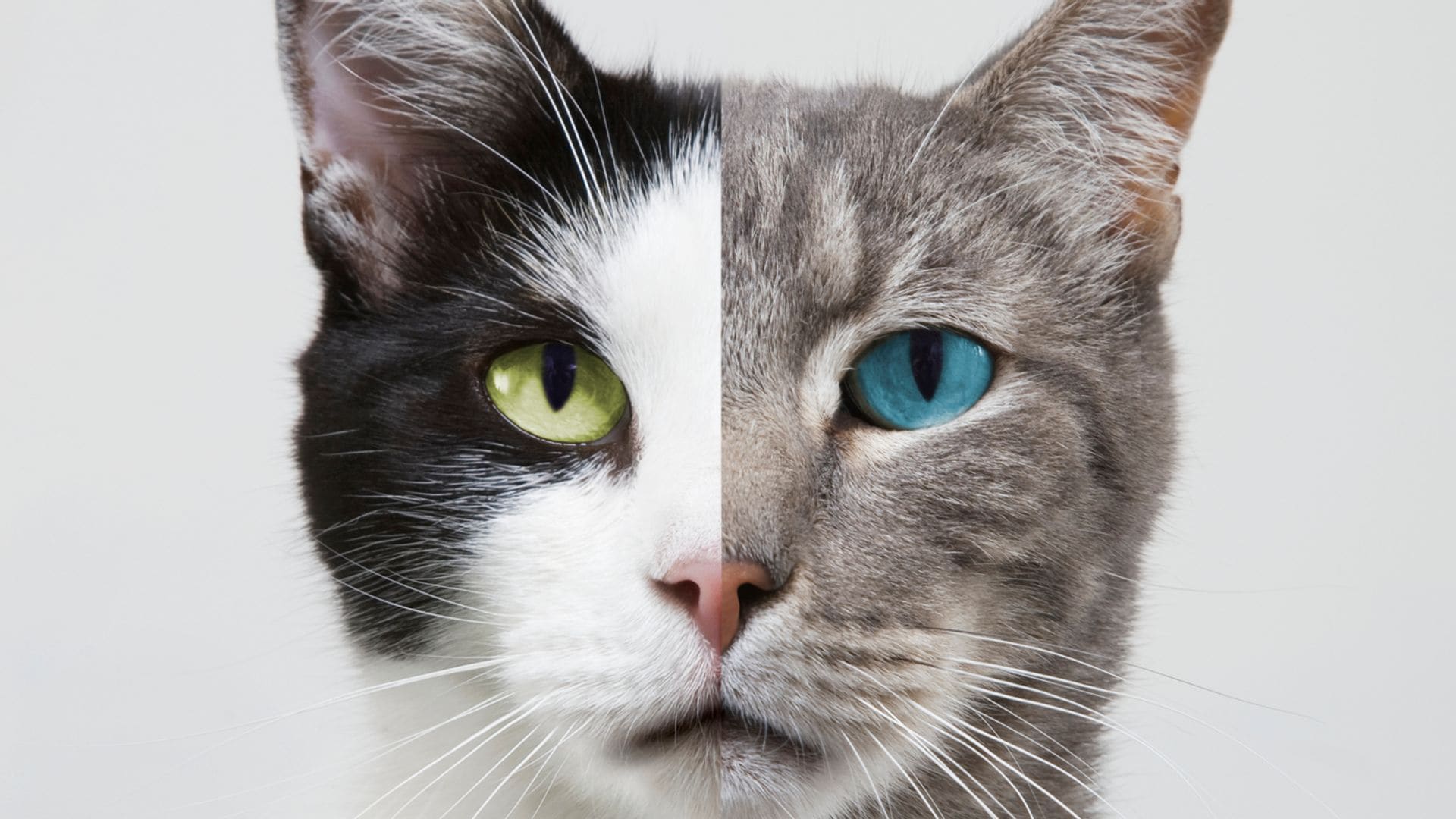 Qué gato deberías tener según tu signo del zodiaco
