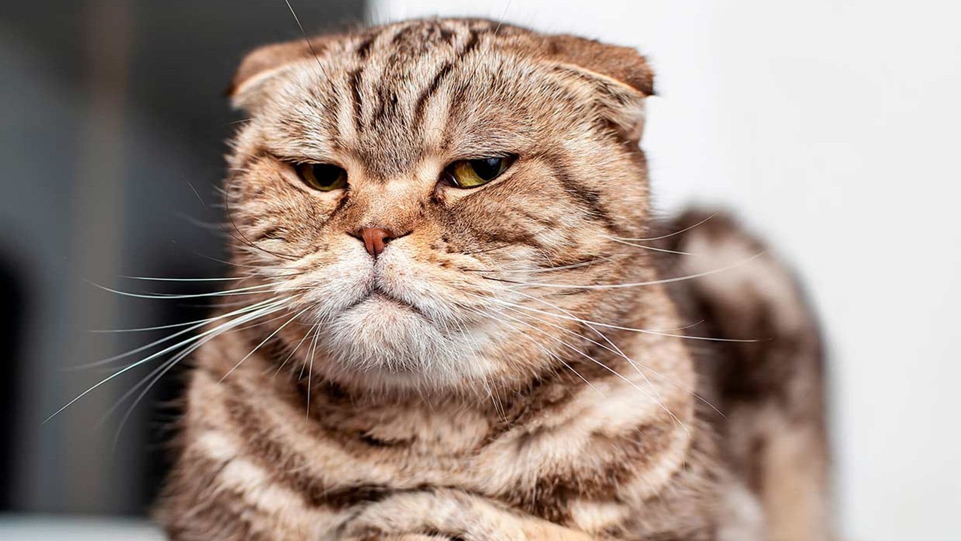 ¿Cómo hacer que mi gato sea más sociable?